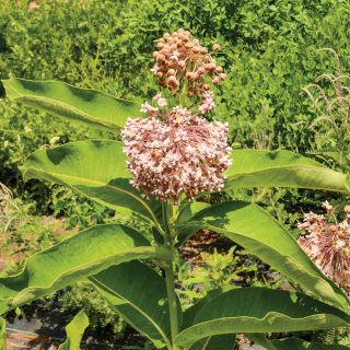 Common Milkweed Thumbnail